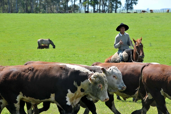 коровы в бразилии